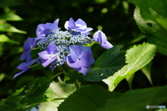 呑山観音寺・紫陽花2