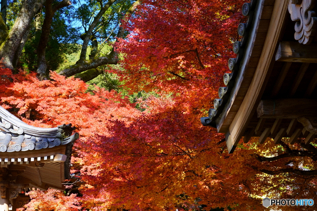 大興善寺の秋2