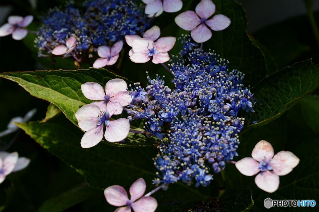 紫陽花3態－2