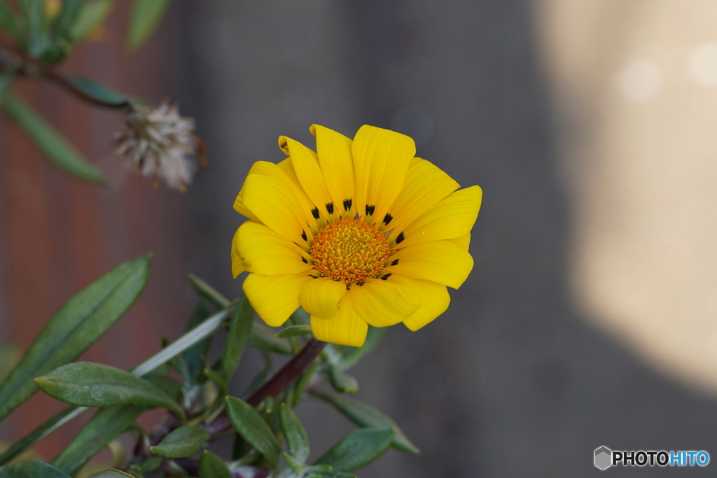 庭に咲く花・ガザニア