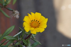 庭に咲く花・ガザニア