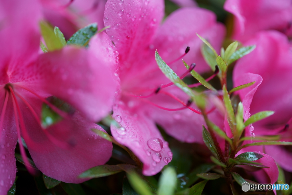 我が家の庭先の花