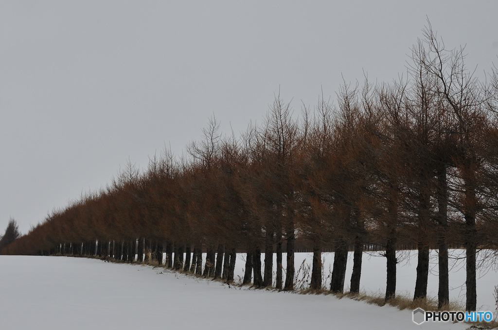 北海道紀行・防雪林