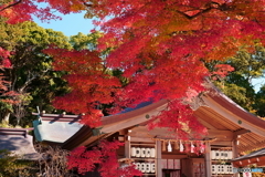 竈門神社の秋