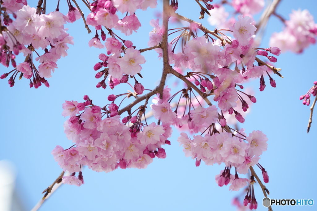 枝垂れ桜満開