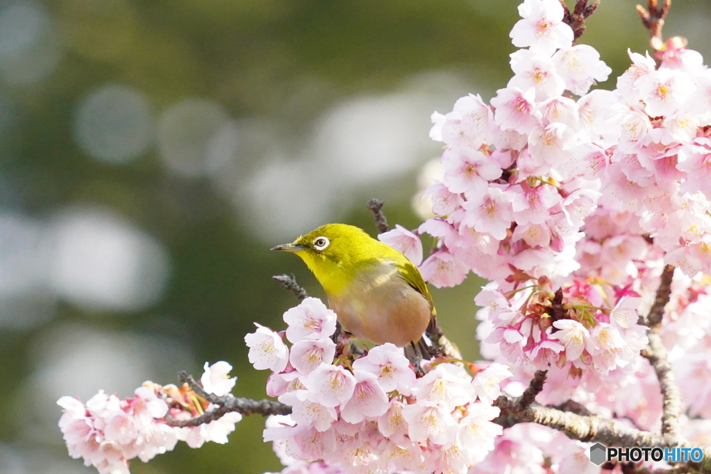 次はどの枝かなー