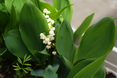 我が庭に咲く花3