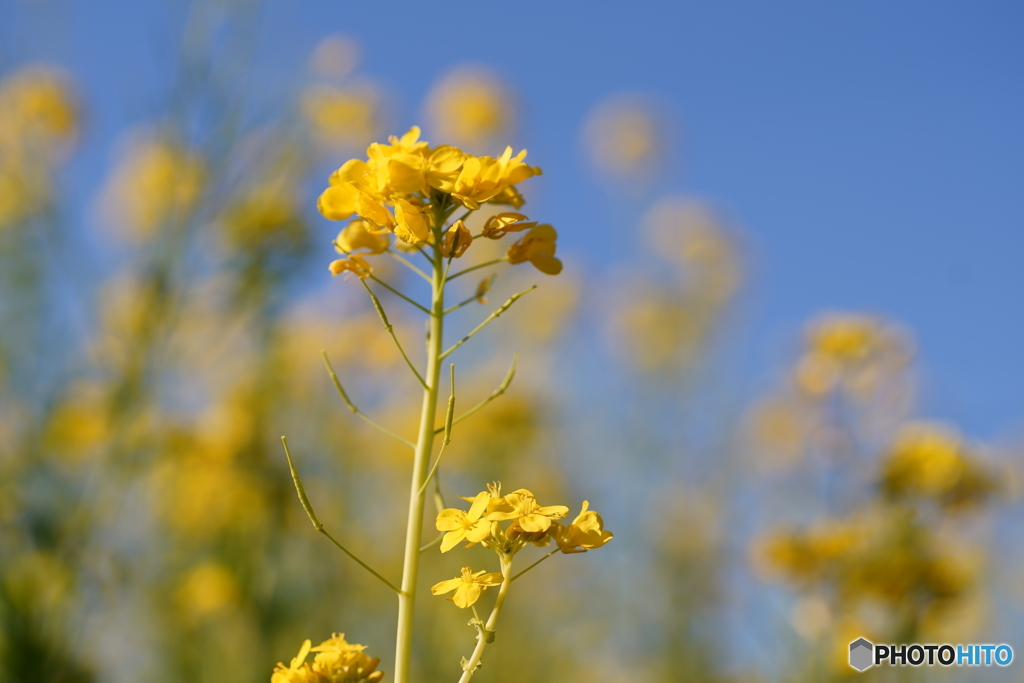 散歩写真・菜の花