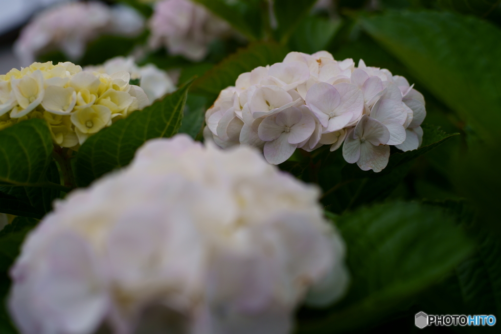 梅雨の合間の散歩写真・紫陽花4
