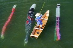 鯉の調教 鯉の調教