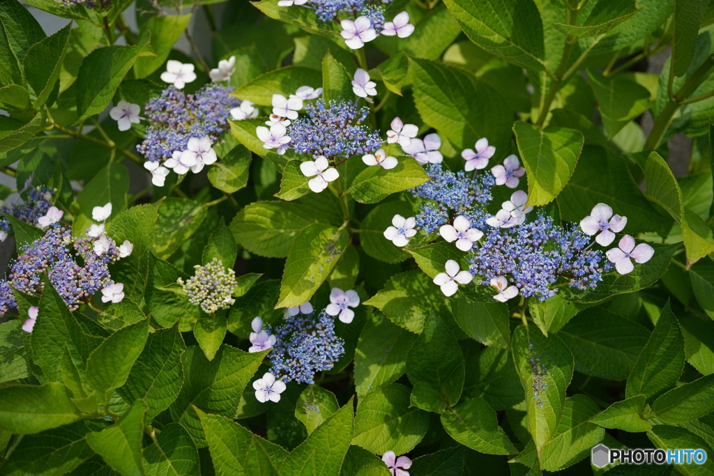 紫陽花三態