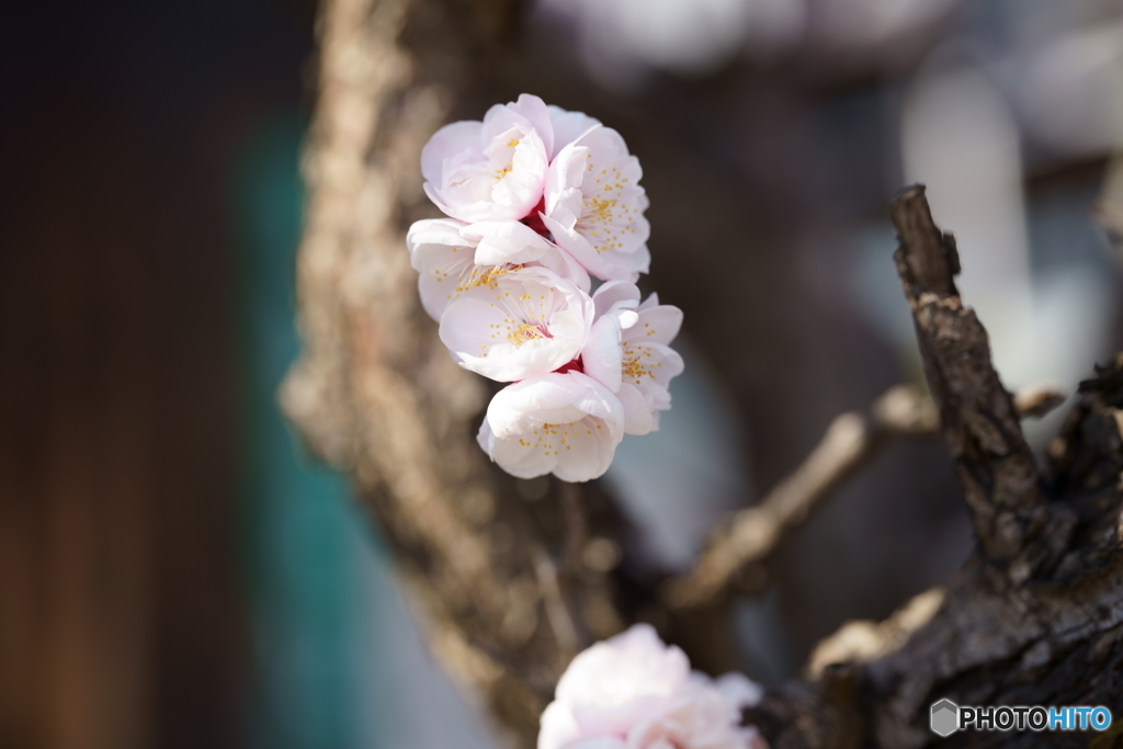 満開・桜さんお先に