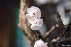 満開・桜さんお先に