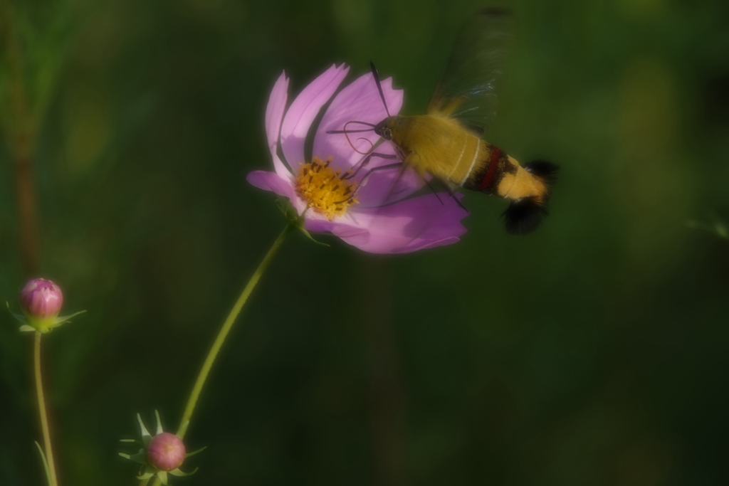 そろそろ秋模様3