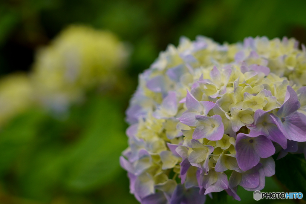 雨に潤う紫陽花