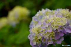 雨に潤う紫陽花