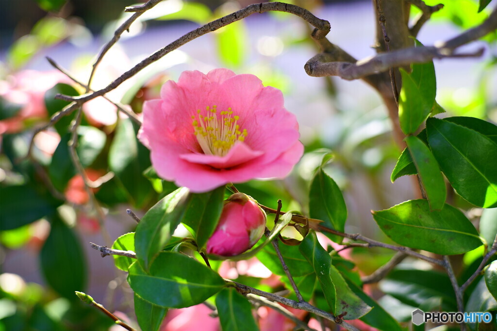 散歩日記写真・我が家の山茶花