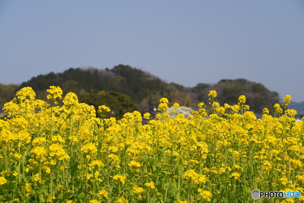 菜の花の里