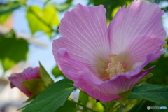 散歩写真・花３