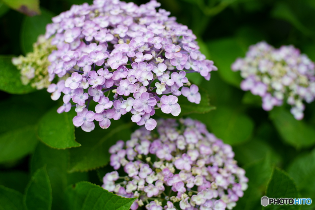 梅雨の合間の散歩写真・紫陽花2