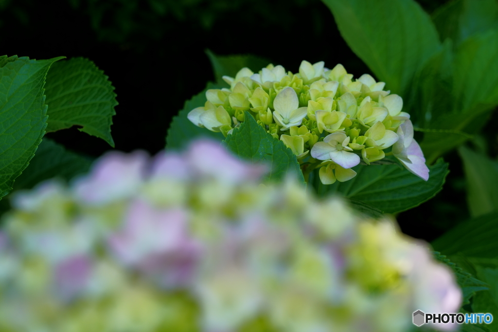 呑山観音寺・紫陽花6