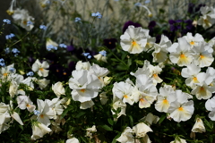 我が庭に咲く花2