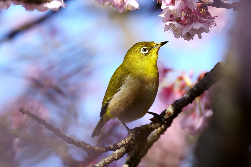 黄金色に染まるメジロ