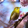 黄金色に染まるメジロ