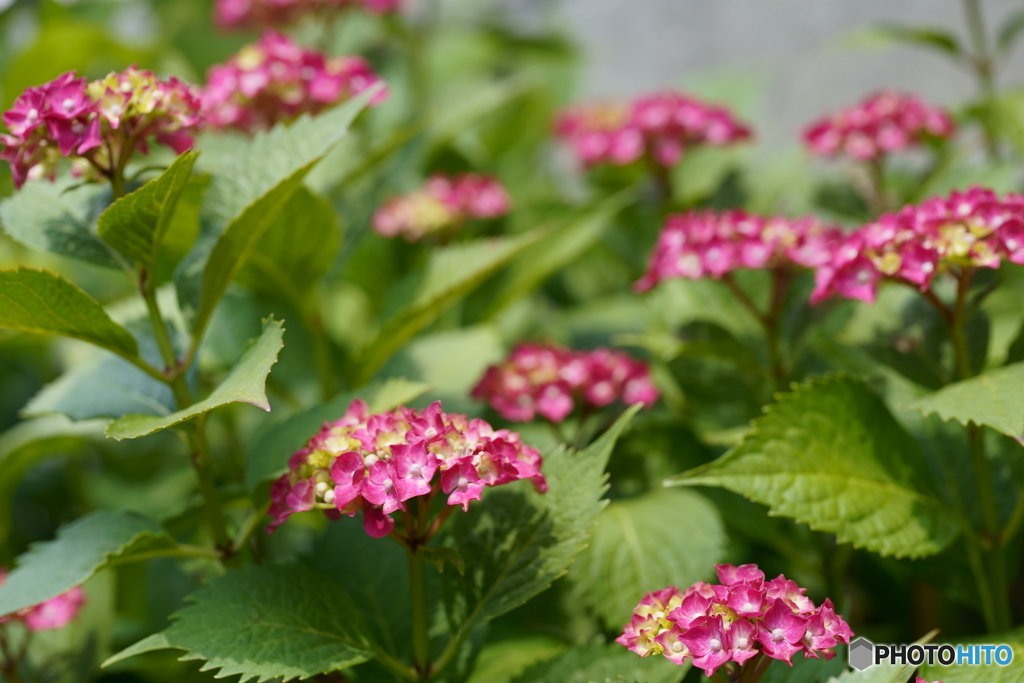 路傍に咲く花・紫陽花