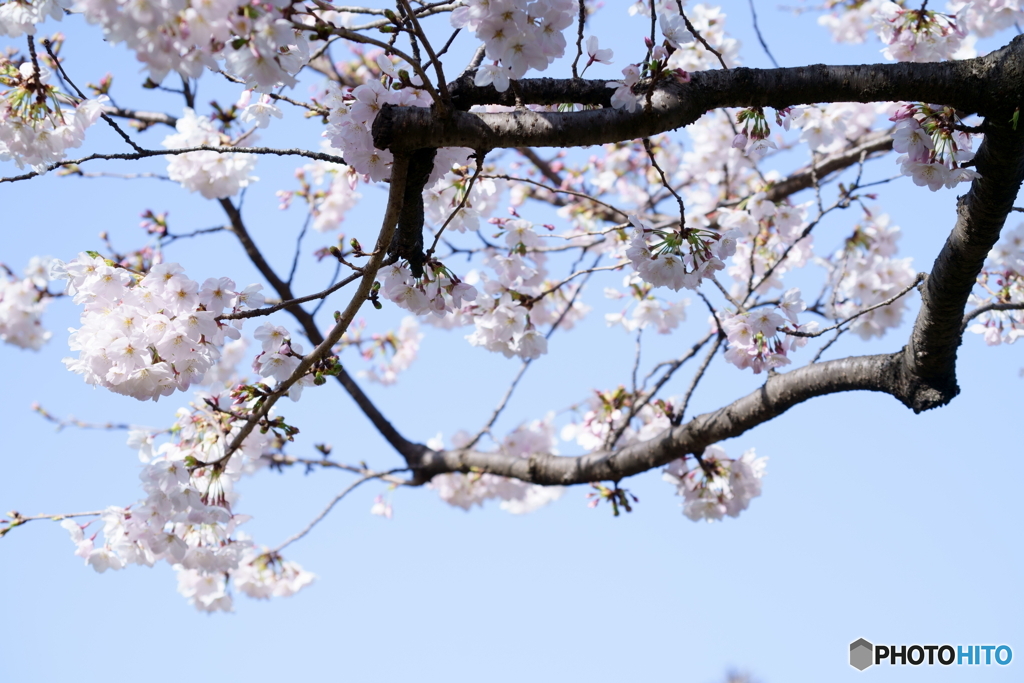 フレーム越しの桜