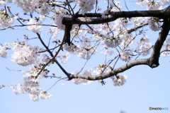 フレーム越しの桜