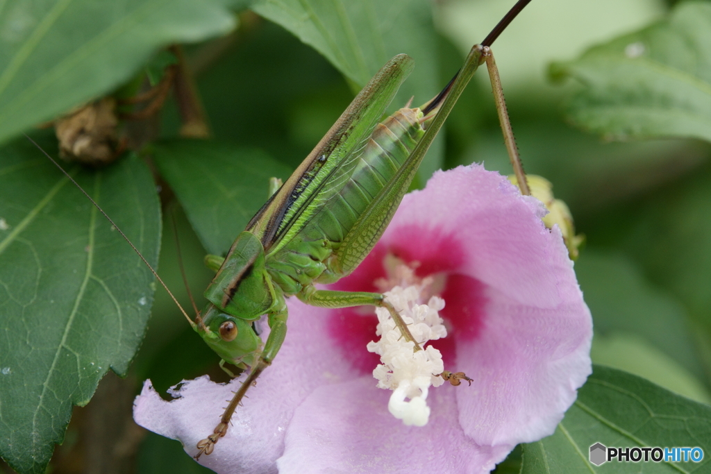 散歩で出会った花々・フヨウ2