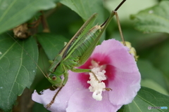 散歩で出会った花々・フヨウ2