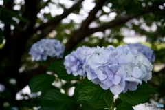 紫陽花三態2