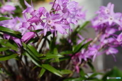 我が庭に咲く花（セッコク）