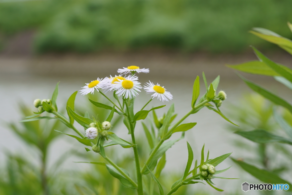 土手に咲く可憐花