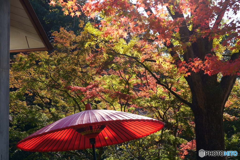 竈門神社の秋12