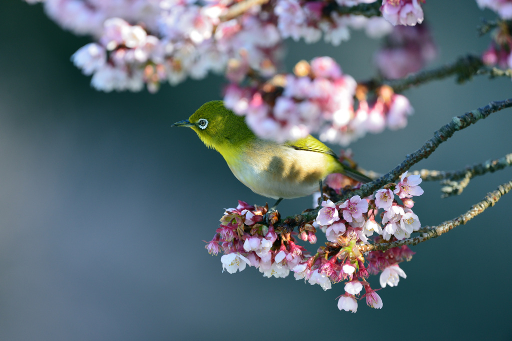 春の一時