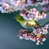 春の一時