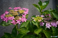 紫陽花三態3