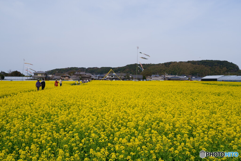 見て頂きたい菜の花畑3