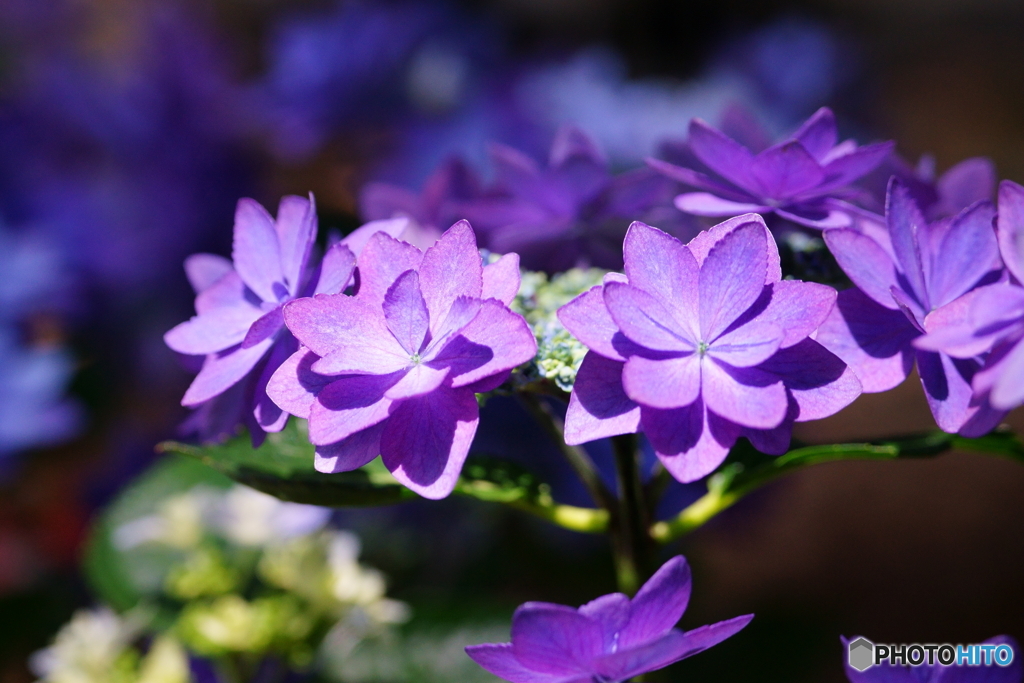 紫陽花5