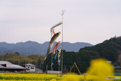 見て頂きたい菜の花畑