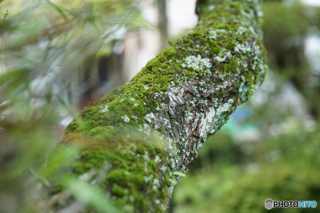 苔むした枝