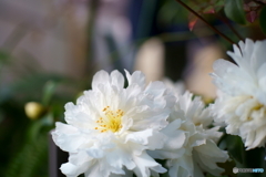 純白の花弁