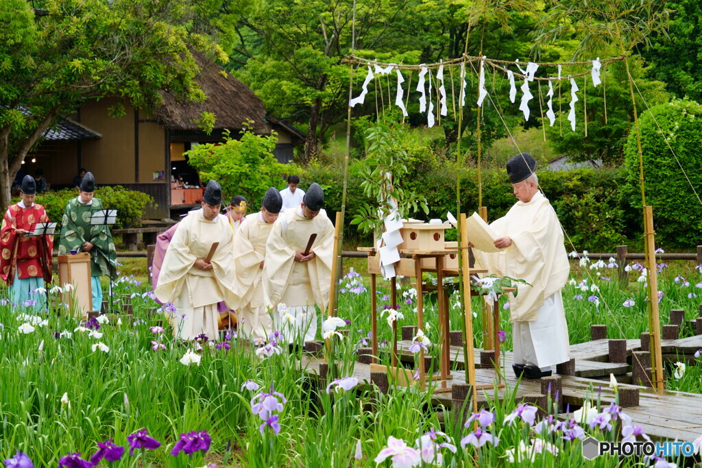 菖蒲刈り神事