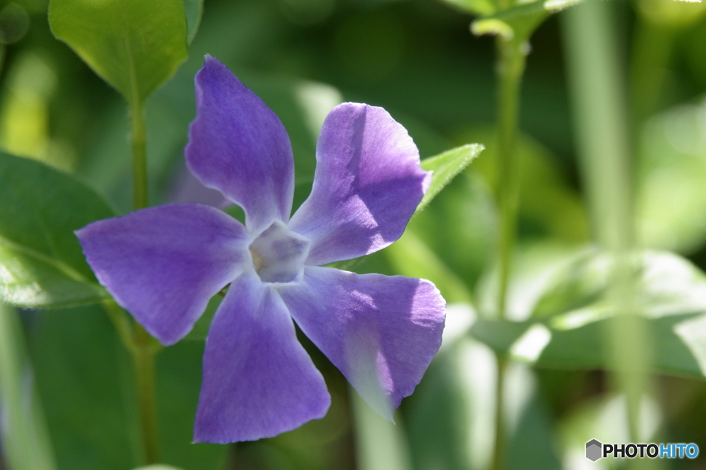 散歩写真・路傍に咲く花3