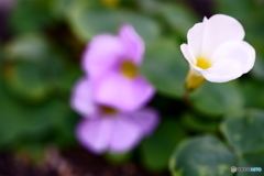 庭に咲く花・オキザリス
