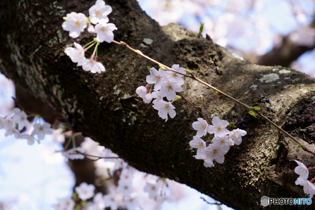 桜三家族