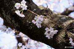 桜三家族